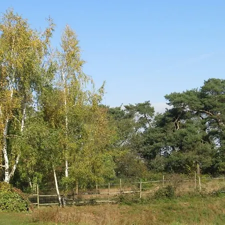 Hagebutte